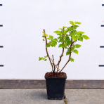 Malina žltá (Rubus idaeus) 'GOLDEN BLISS'® - výška 30-50 cm, kont. P9/P11